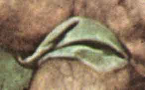 Michelangelo - Giudizio Universale -&nbsp; Cappella Sistina in Vaticano. L'Arcangelo Gabriele imbraghettato dalla Controriforma